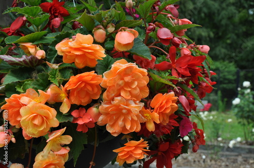 Hanging basket filled with colorful fuschia flowers