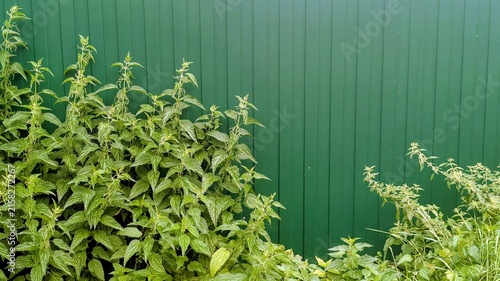  green stinging nettle plants growing densely along the bottom and left side against a dark green corrugated metal fence background with vertical ridges, copy space