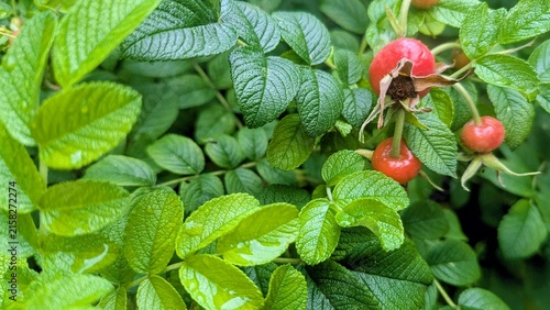vibrant green leaves and ripe red rose hips with water droplets after rain. Natural botanical background for herbal medicine, vitamins, and late summer or autumn themes