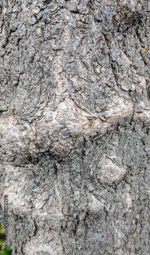 Detailed close-up of rough natural tree bark with deep grooves, cracks and weathered texture. Neutral gray-brown tones create an organic background suitable for nature, forestry and texture concepts.