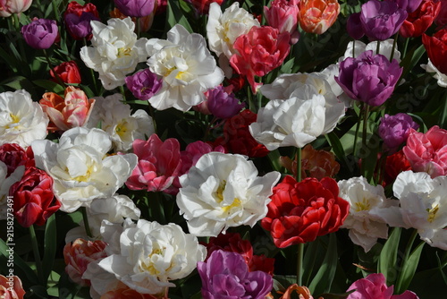 Beautiful spring tulips in multiple colors