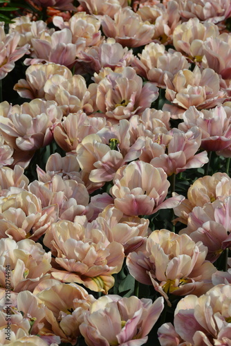 Garden filled with beautiful light pink tulips in full bloom