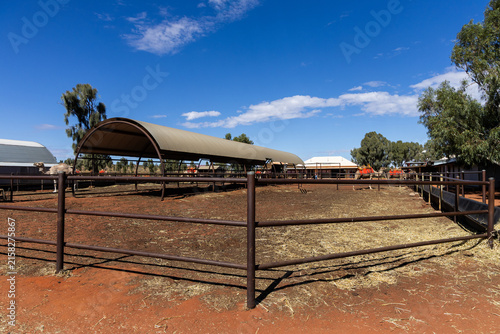 Cuadro en lienzo View of cage within the emu conservation in Uluru.
