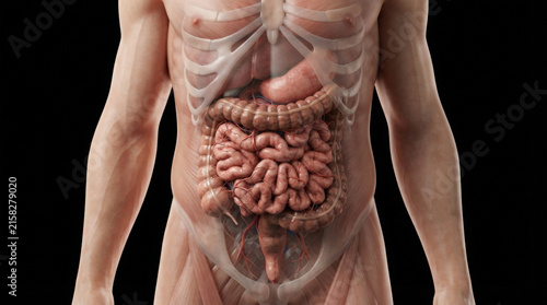 Detailed 3d anatomical rendering of male torso showing realistic internal organs and intestinal structure for surgical medical training.