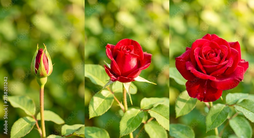 Obraz premium Three stages of a red rose flower are displayed, showing a bud, a partially opened bloom, and a fully opened rose, surrounded by green leaves in a natural garden environment