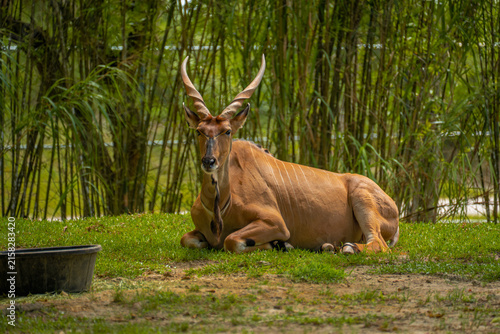 Quadro su tela Large common eland antelope with twisted horns resting on a green grass field near tall bamboo plants and a black plastic feeding trough