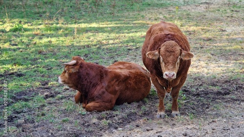 Obraz na plátně Beef cattle grazing in the field