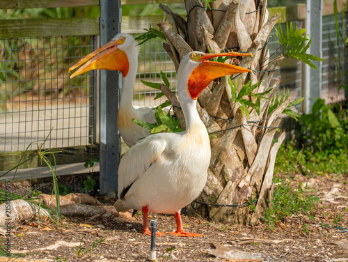 Obraz na plátně A pair of American white pelicans standing near the palm tree trunk and metal wire fence while one bird widely opens its long orange beak