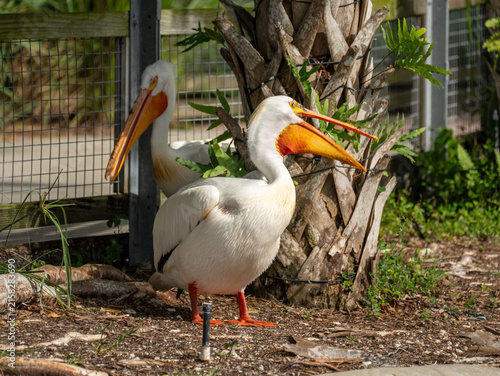 Bild auf Leinwand Two American white pelican birds standing near the palm tree trunk and wire mesh fence while one animal opens its large orange beak