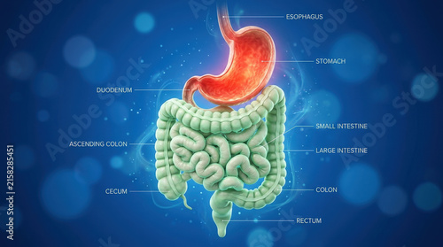 Digital anatomical model of human digestive system against blue background for clinical study healthcare training and medical research imaging.