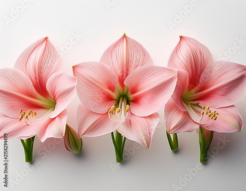delicate pink amaryllis flowers arranged in a row on a white surface