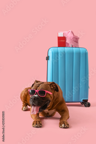 Brown American Bulldog in sunglasses lying near suitcase and passport on pink...