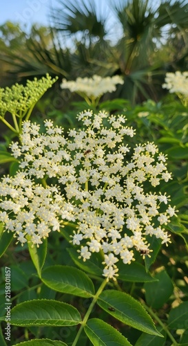 Blooming Elderflower Cluster in Natural Garden Setting.