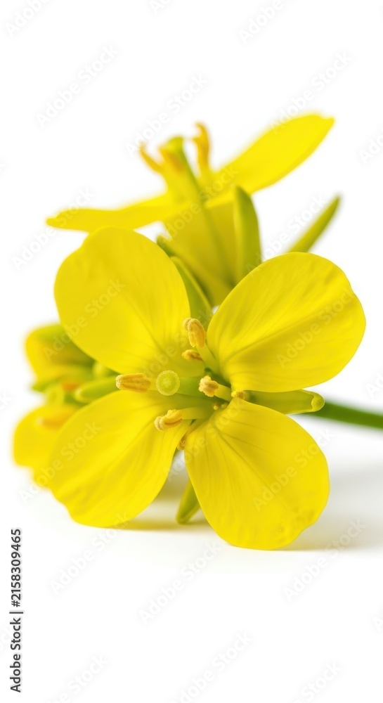 Fototapeta premium Bright Yellow Wildflower with Green Stem and Leaves.