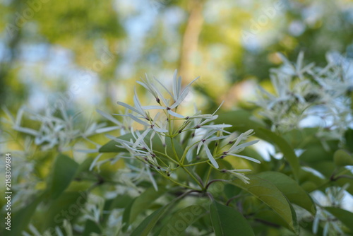 自然　初夏　ふわふわ　夕方	 flowers　 plants