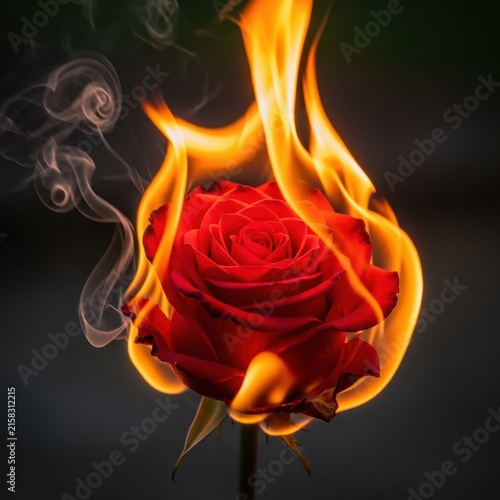 Burning red rose with flames and smoke on dark background.