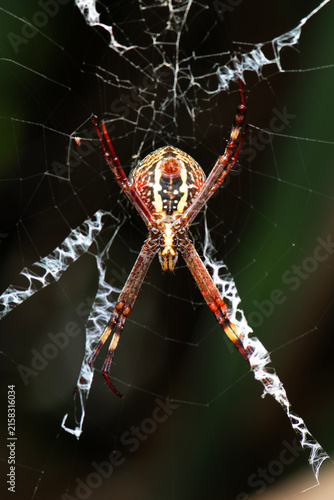 Obraz na plátne The St Andrew's Cross Spider or Argiope keyserlingi is a harmless orb-weaving garden spider found across eastern Australia