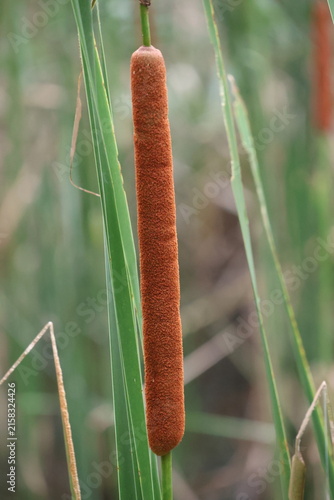 Canvastavla Cattail spikes distributed in Japanese swamps