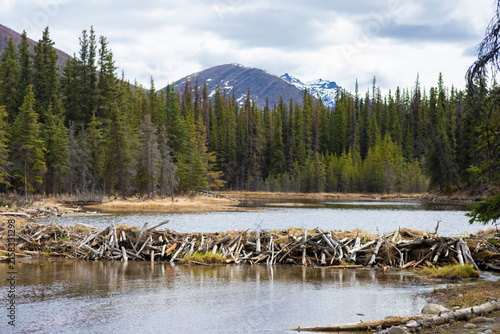 beaver dam in lake with snow capped mountain