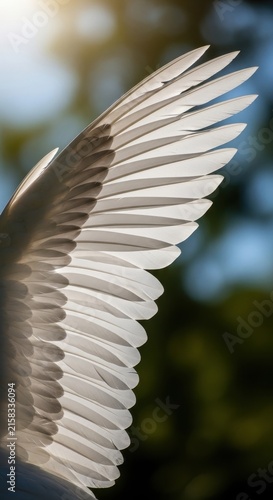 Close up of a white bird wing in natural light.