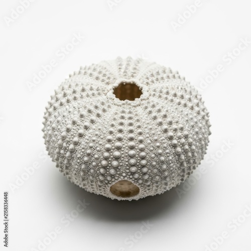 Close up of a white sea urchin shell on plain background.