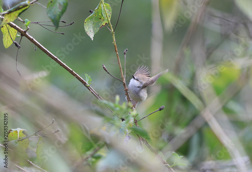 Canvastavla The jungle prinia (Prinia sylvatica) is a small passerine bird, a warbler in the family Cisticolidae