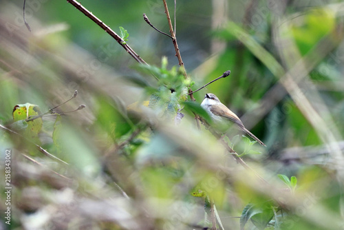 Photography The jungle prinia (Prinia sylvatica) is a small passerine bird, a warbler in the family Cisticolidae