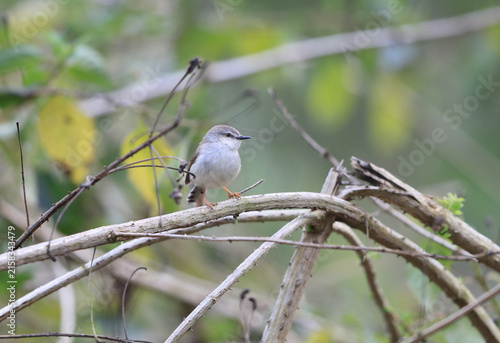 Canvastavla The jungle prinia (Prinia sylvatica) is a small passerine bird, a warbler in the family Cisticolidae