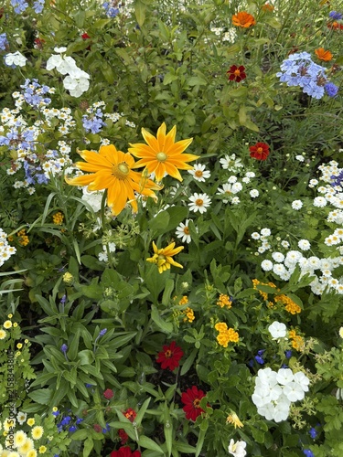 Vibrant colorful flower garden with yellow black-eyed susans, white daisies, red zinnias, and blue plumbago blooms. Dense summer wildflower meadow background full of rich botanical textures.
