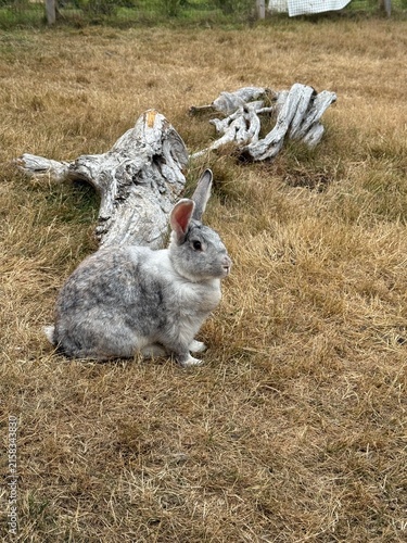 A cute grey mottled rabbit sitting on dry grass in an outdoor field near weathered driftwood. Charming animal portrait of a domestic or feral bunny enjoying a natural grassy environment.