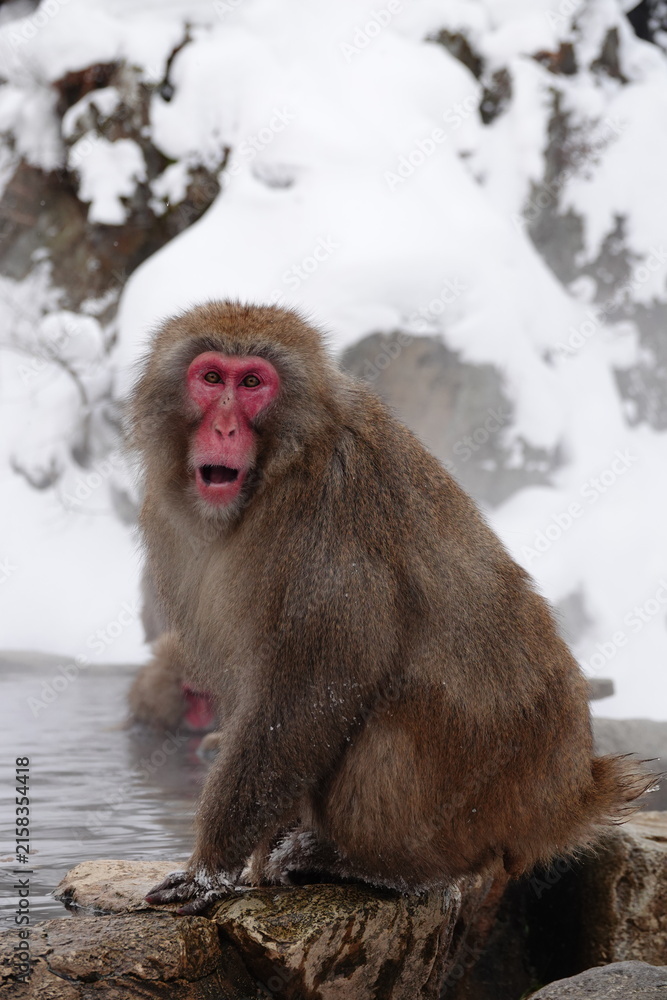 Obraz premium Japanese macaque enjoying a hot spring bath in Jigokudani Monkey Park, Nagano, Japan