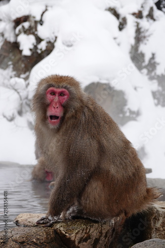 Photography Japanese macaque enjoying a hot spring bath in Jigokudani Monkey Park, Nagano, J