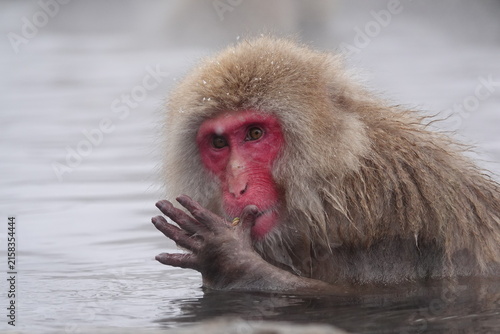 Photography Japanese macaque enjoying a hot spring bath in Jigokudani Monkey Park, Nagano, J