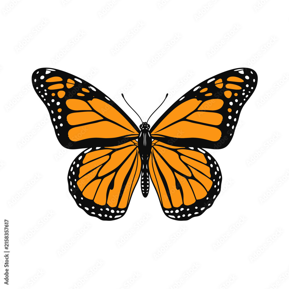Fototapeta premium Orange Monarch Butterfly Isolated on White