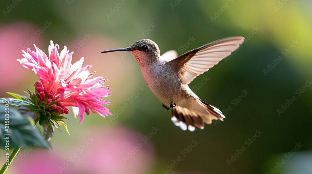 Naklejka premium Small Hummingbird Feeding Near Bright Red Pink Blossom