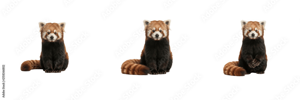 Obraz premium Set of red panda sitting cute wildlife animal fluffy mammal isolated on transparent background png digital asset clip art artwork design