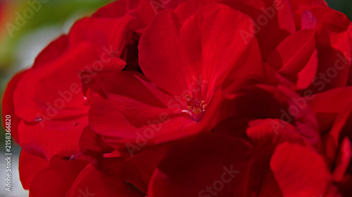 Картината върху платно Close-up of vivid red Pelargonium flowers with detailed petals and stamens