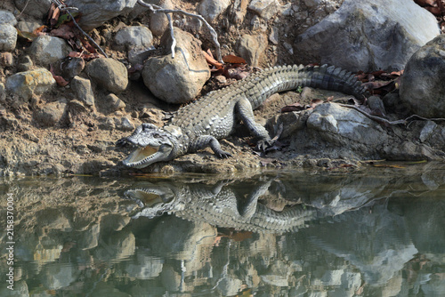 Photography The mugger crocodile (Crocodylus palustris) is a medium-sized broad-snouted crocodile, also known as mugger and marsh crocodile