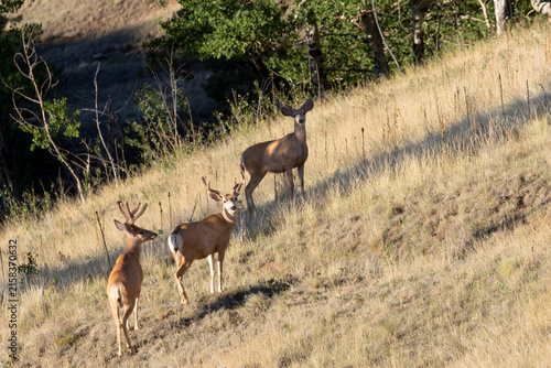 Mule Deer Bucks