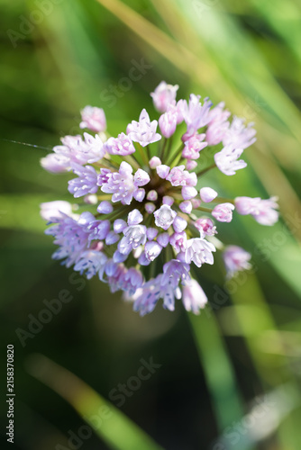 Allium angulosum, mouse garlic meadow flowers closeup selective focus