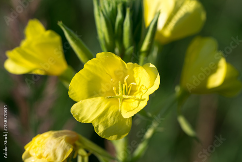 common evening-primrose,
Oenothera biennis yellow flowers closeup selective focus