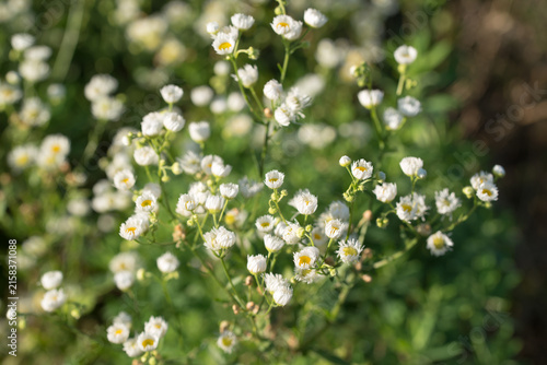 annual fleabane,
Erigeron annuus flowers closeup selective focus