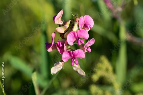 Lathyrus sylvestris,  flat pea flowers closeup selective focus