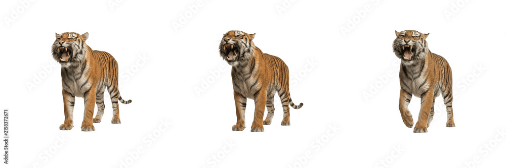Obraz premium Ferocious roaring Bengal tiger standing and walking isolated on white background stock PNG graphic asset