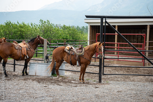 Fotografía Saddled horses stand patiently in a rustic corral against a backdrop of green mo