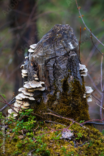 Foto tree trunk with fungi gnawed by beavers