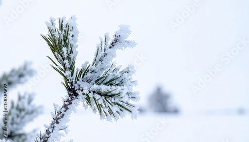 Close Up of Pine Needles Covered in Delicate Frost During Winter