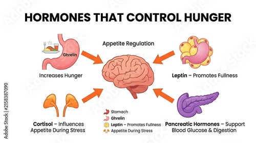 Infographic of hormones controlling hunger including ghrelin leptin insulin