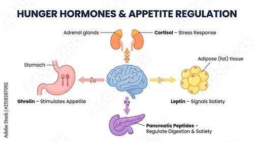 Hunger hormones and appetite regulation process diagram with stomach brain