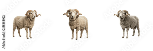 Set Big Horned Rams Sheep Farm Animals Livestock Rural Wildlife Graphic Element PNG